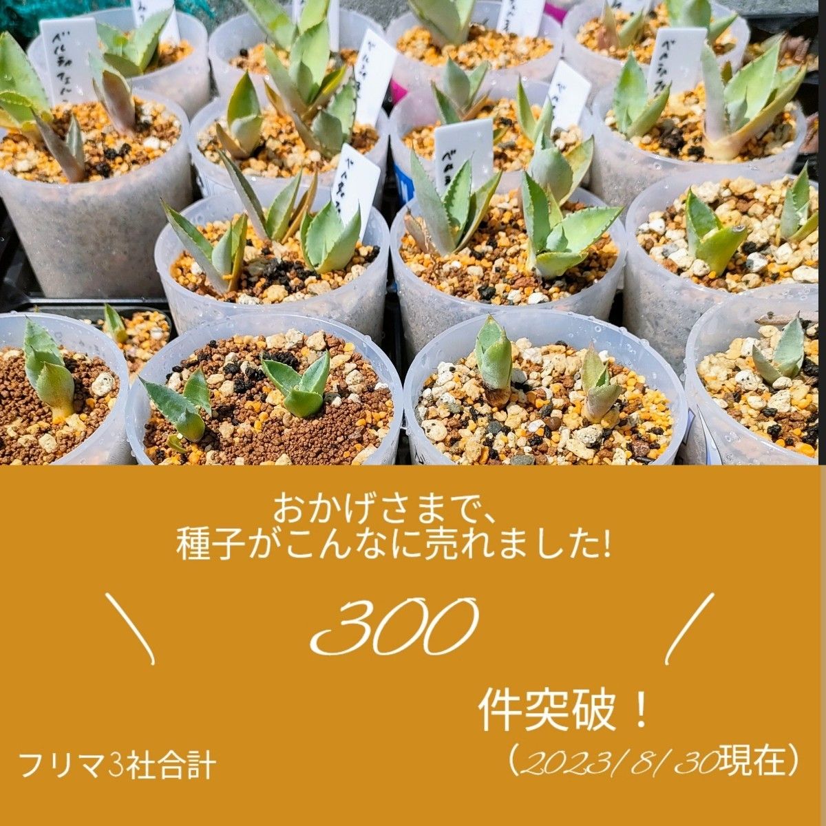 ３００粒！！パキポディウムグラキリスの種子！-