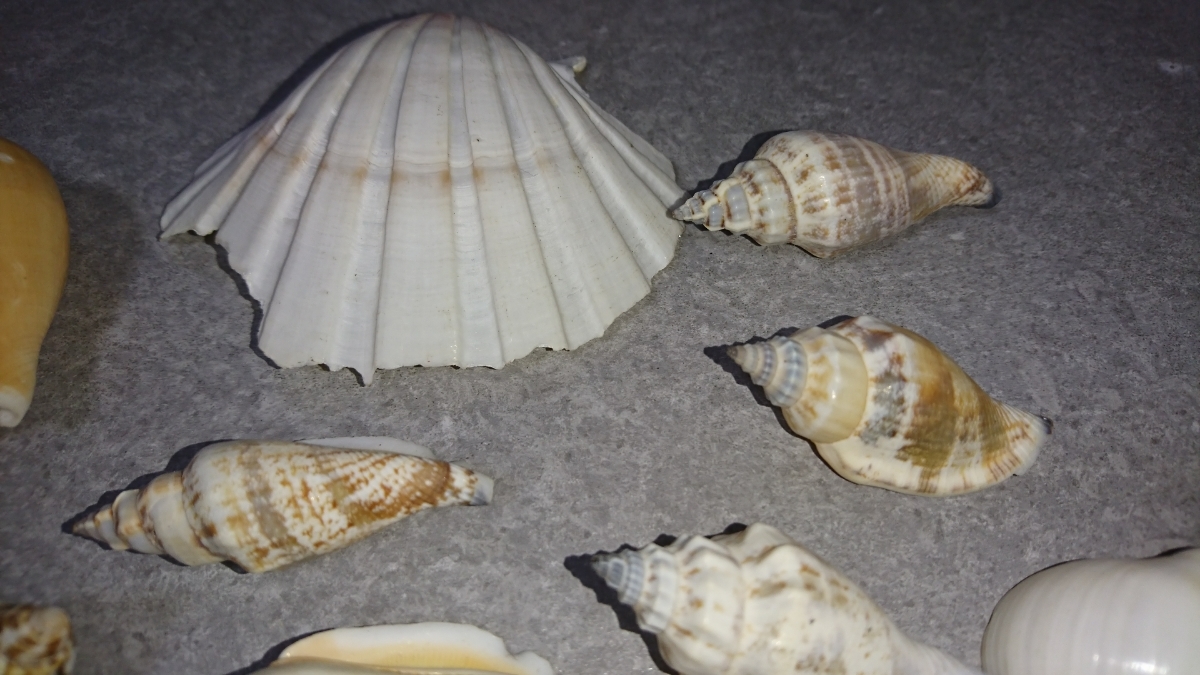 貝殻 標本 セット 沖縄_画像3