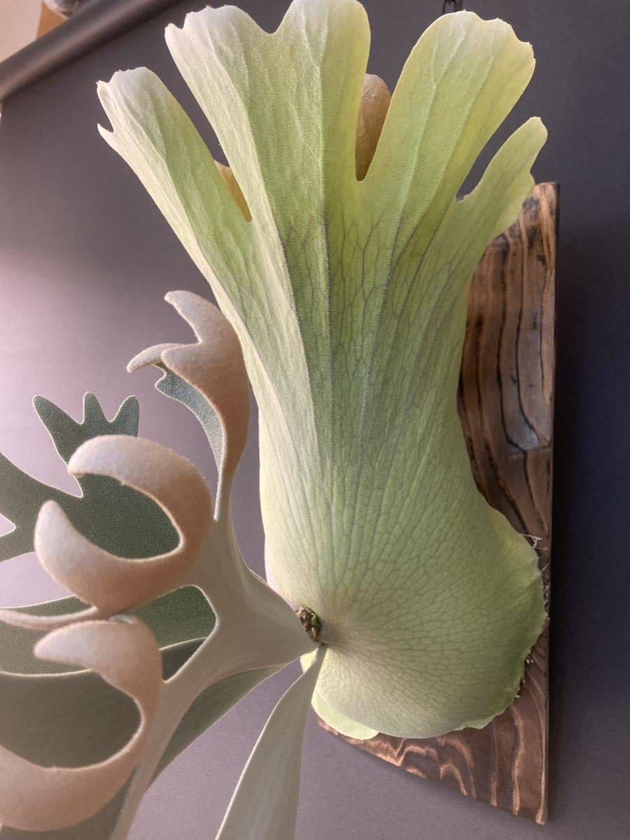 P.willinckii 'Dwarf Tatsuta'⑦ @bikamori.com ビカクシダ P.willinckii 'Dwarf Tatsuta'⑦ @bikamori.com ビカクシダ