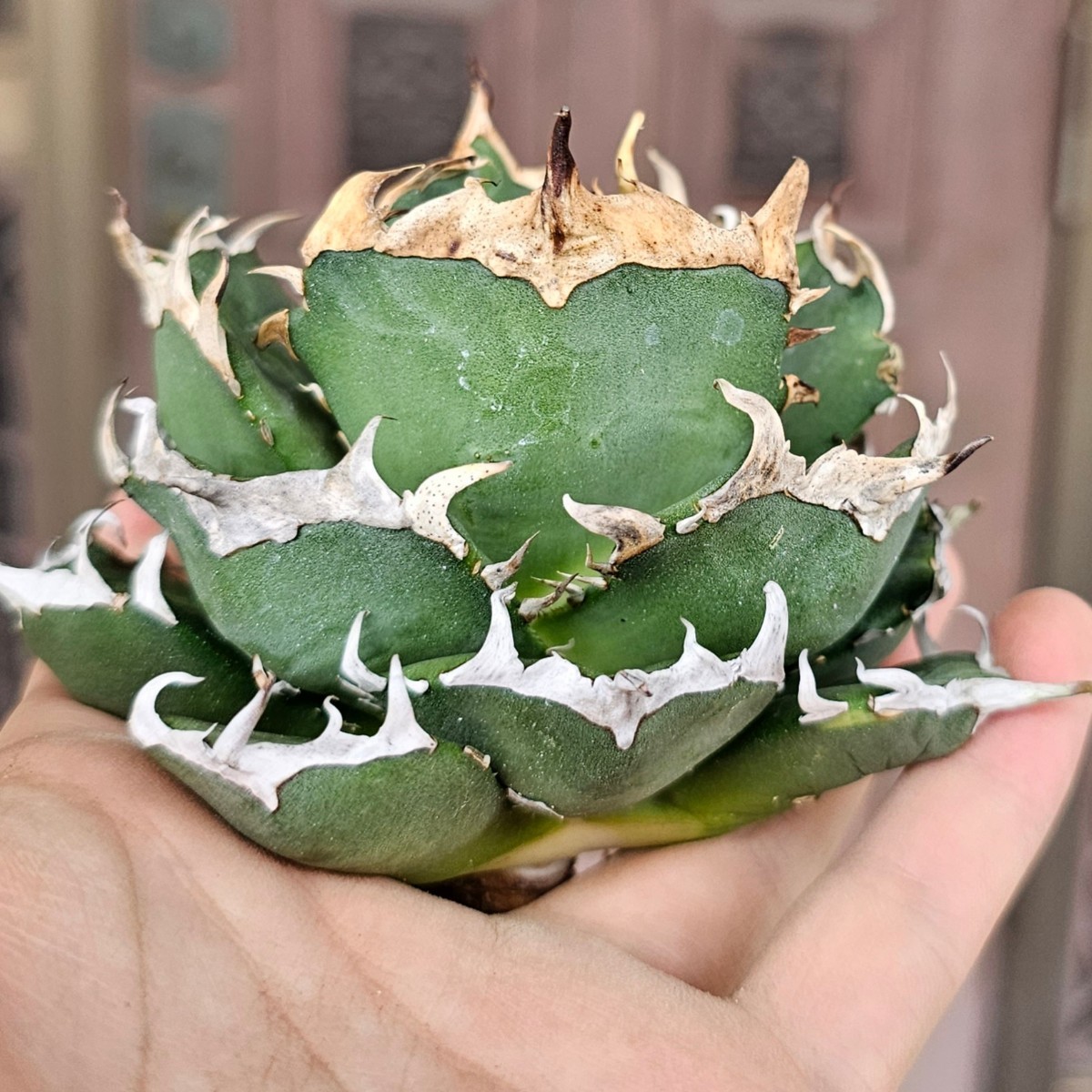 雪峰 チタノタ 検(agave FO 076 チタノータ アガベ 白鯨 ホリダ