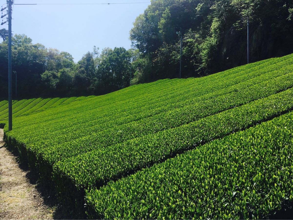 奈良県産　大和茶　特上煎茶　中尾農園　100g 2本