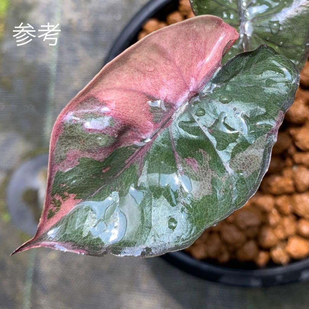 超希少※ Alocasia “serendipity pink variegated”セレンディピティ