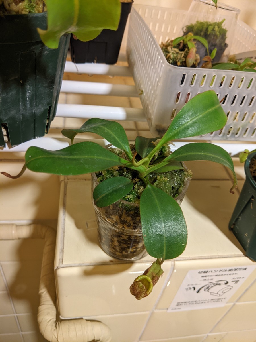 Nepenthes (veitchii x lowii) x (burbidgeae x edwardsiana) BE-3980 -ネペンテス ウツボカズラ 食虫植物_画像4