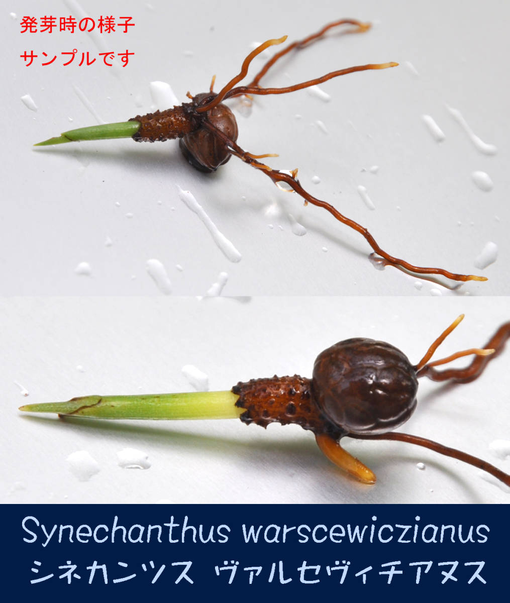 【送料込み】シネカンツス ヴァルセヴィチアヌス(Synechanthus warscewiczianus)　ジェリービーンパーム　小型のヤシ_画像7