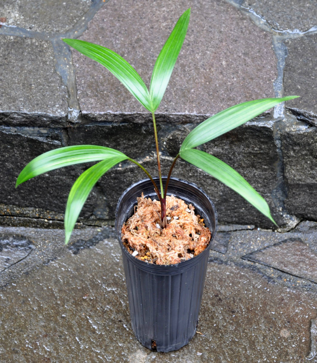 【送料込み】バコナパーム （Dypsis baronii Black Petiole）ディプシス バロニー ブラックペティオ―ル　黒い葉柄のヤシ_画像1