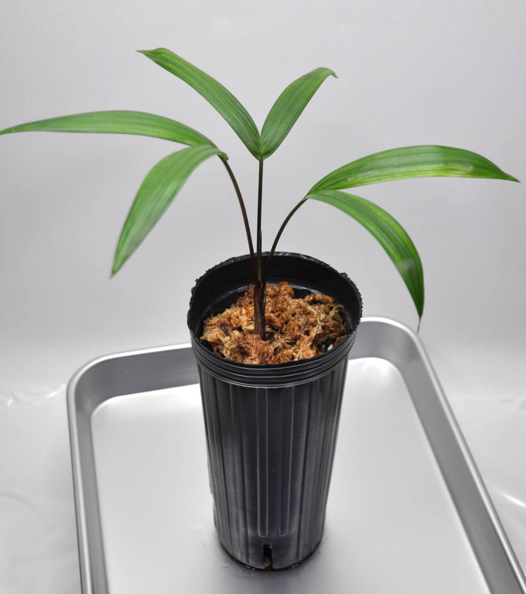 【送料込み】バコナパーム （Dypsis baronii Black Petiole）ディプシス バロニー ブラックペティオ―ル　黒い葉柄のヤシ_画像9