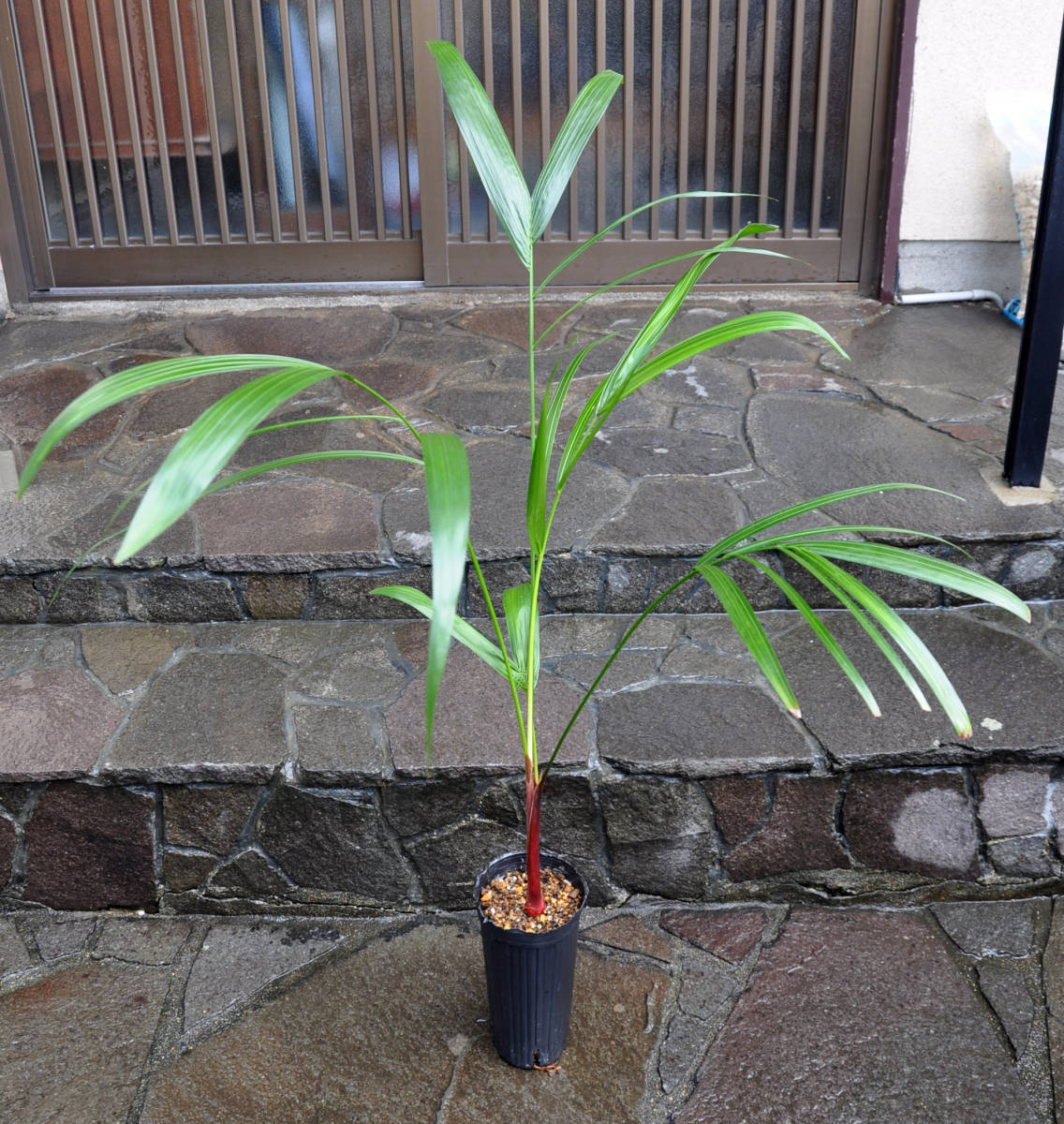 【送料込み】バコナパーム ①（Dypsis baronii'Black Petiole' ）ディプシス バロニー 'ブラックペティオ―ル' 黒い葉柄のヤシ_画像10