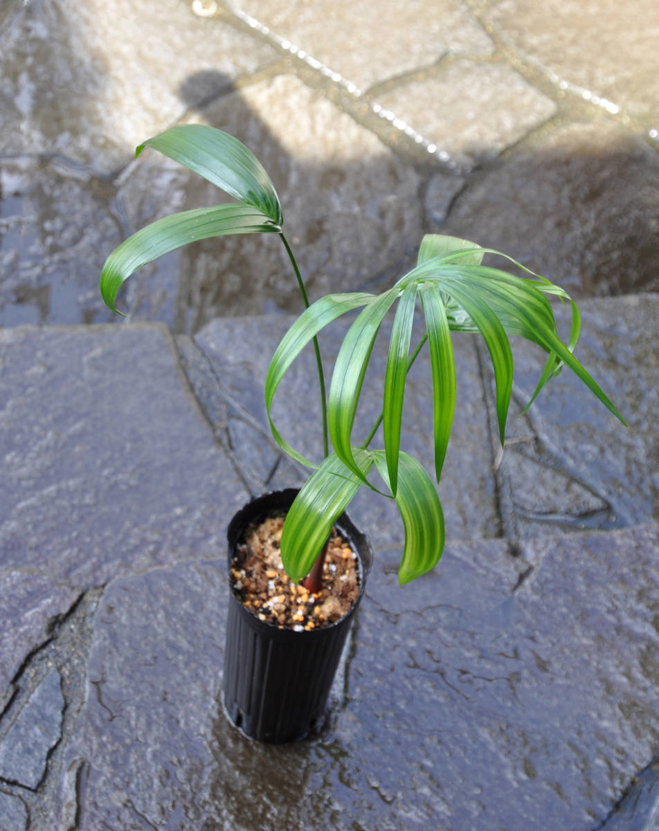 【送料込み】バコナパーム ②（Dypsis baronii'Black Petiole' ）ディプシス バロニー 'ブラックペティオ―ル' 黒い葉柄のヤシ_画像8