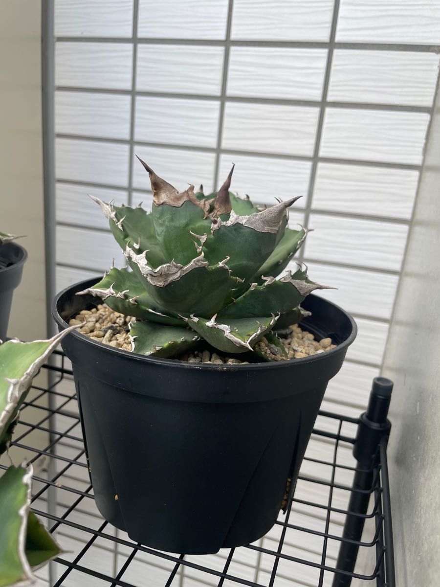 白火焔 台湾 Agave titanota アガベ チタノタ ホワイトファイヤー