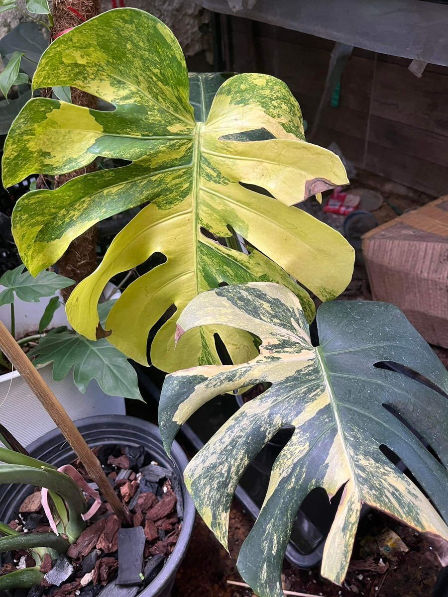 Rare!黄斑 斑入り Monstera Deliciosa yellow marilyn モンステラ