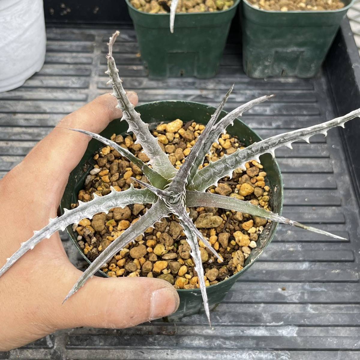 500円スタート!! Dyckia-Mercury original clone ディッキア-マーキュリー オリジナルクローン_画像3