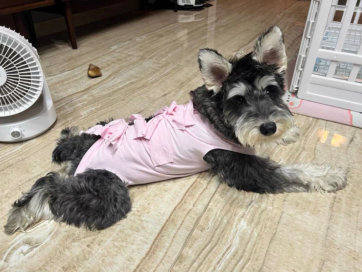 【M ピンク】猫犬　ねこ　術後服　エリザベスウェア　ペット　傷舐め防止 避妊手術,