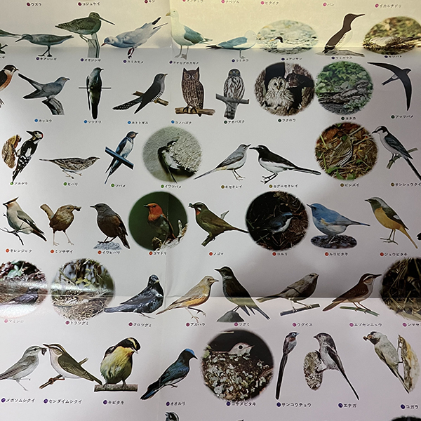 日本野鳥大全集(1) 野鳥の生活 [VICTOR SJV-1257-M] SE 環境音 効果音 帯付 ポスター付 _画像5