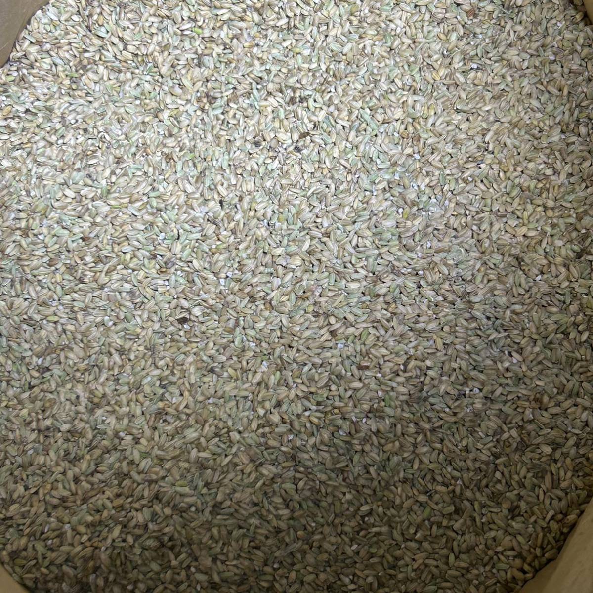令和5年静岡県産米 くず米24kg 飼料用 鳥の餌 家畜などにどうぞ 令和5年静岡県産米 くず米24kg 飼料用 鳥の餌 家畜などにどうぞ