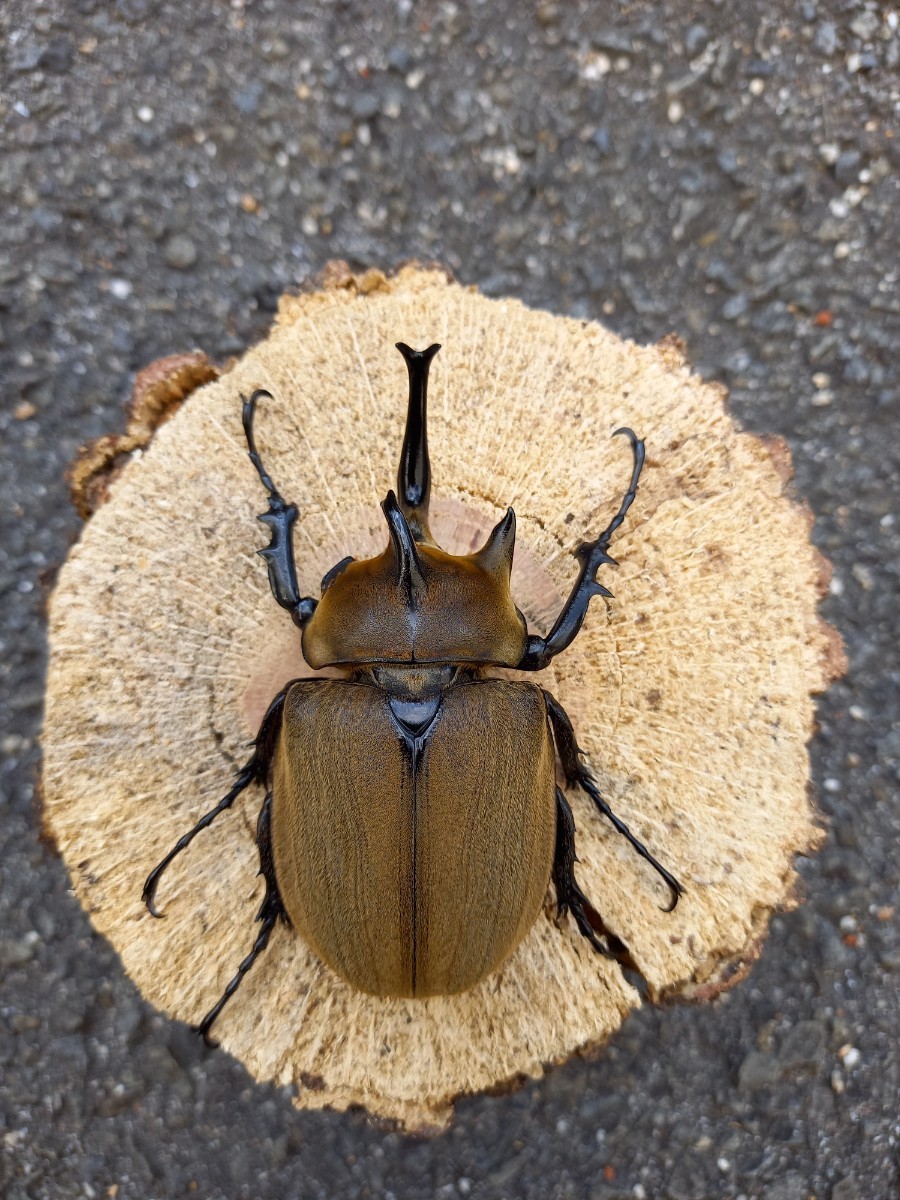 ギアスゾウカブトの標本 - その他