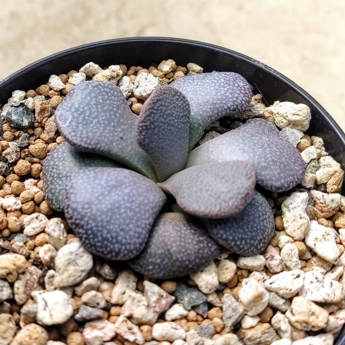 【自家採種“種子”/20粒】Aloinopsis rosulata (Knoetze Station, RSA)/アロイノプシス・ロスラータ/菱鮫//多肉植物_黒っぽい葉