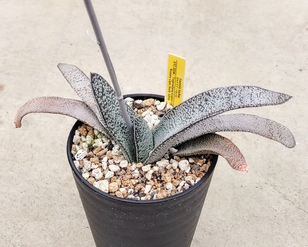 【自家採種“種子”/5粒】Gasteria barbae (EVJ 25246)/ガステリア・バルバエ//多肉植物_幼体の株