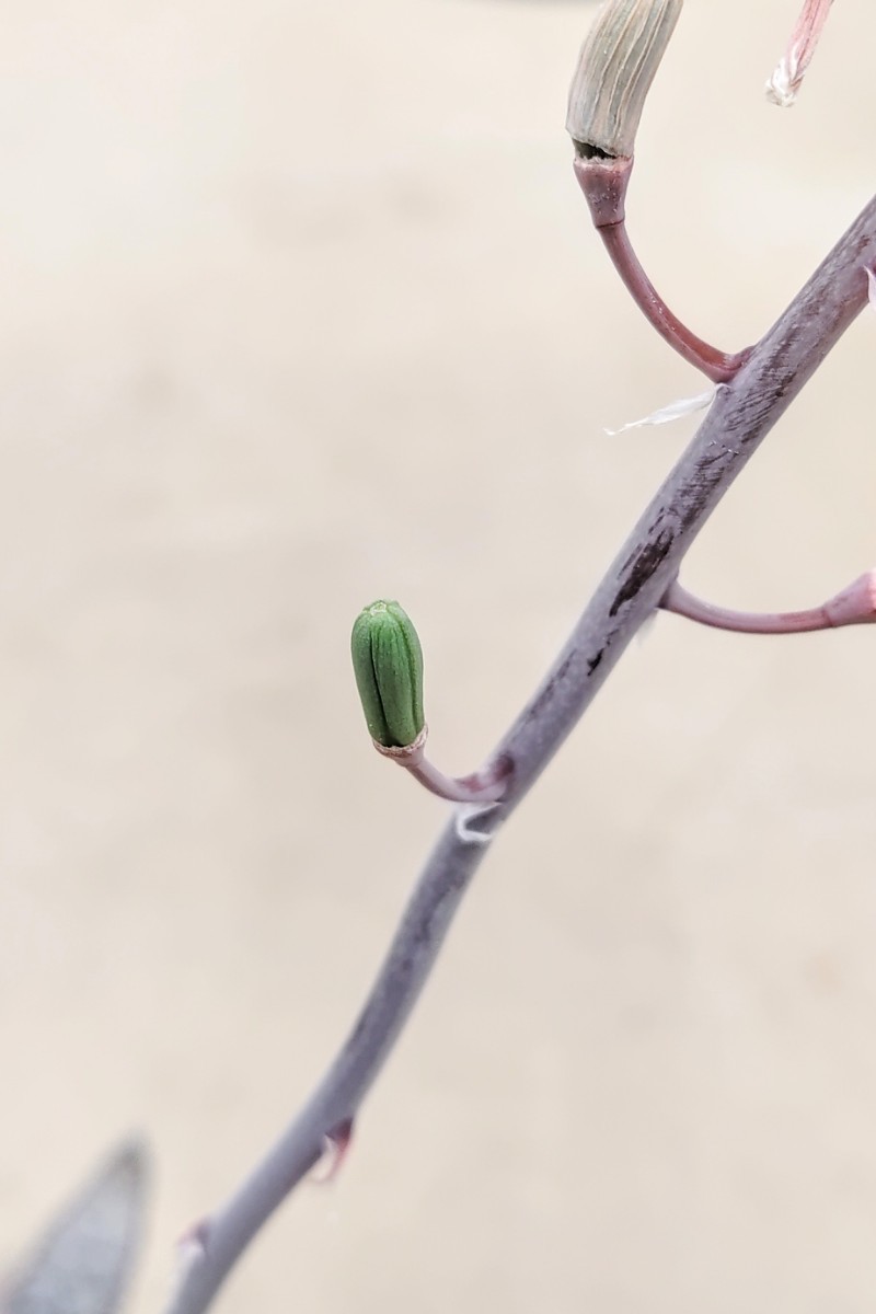 【自家採種“種子”/5粒】Gasteria barbae (EVJ 25246)/ガステリア・バルバエ//多肉植物_でき始めの実