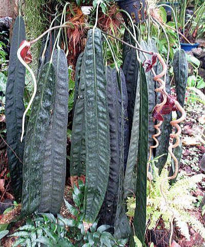 アンスリウム・ウェンドリンゲリ (Anthurium wendlingeri)-