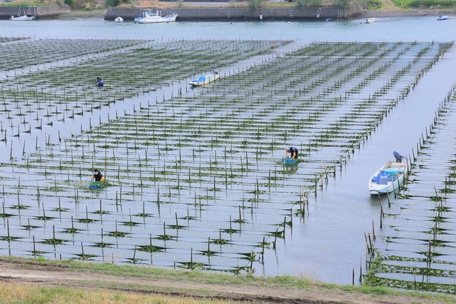  aonori seaweed flour 3g Tokushima prefecture Yoshino river production flavour full . blue seaweed flour blue seaweed blue flour .. seaweed seaweed groceries okonomiyaki .. paste . domestic production domestic production flour 