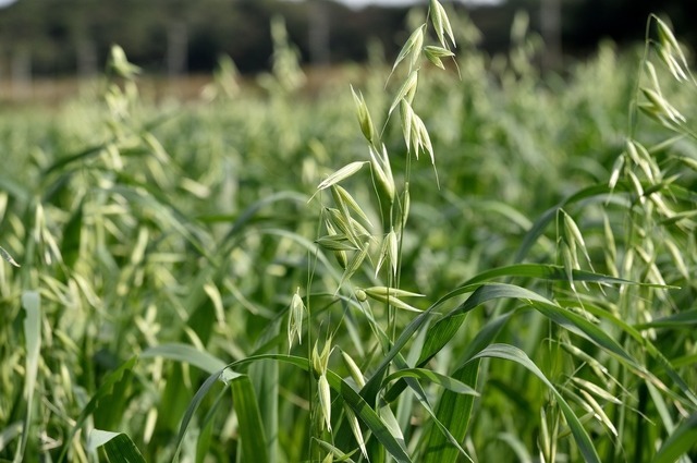  auto mi-ru1kg day meal o-tsu wheat material . to be fixated classical serial oats wheat . thing roll doo-tsuglano-la