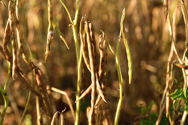  Hokkaido Tokachi production large .. small legume 250g×20 sack ×4 case Asahi food industry Ryuutsu revolution business use small . for domestic production domestic production . sale large grain small legume high class small legume 20kg