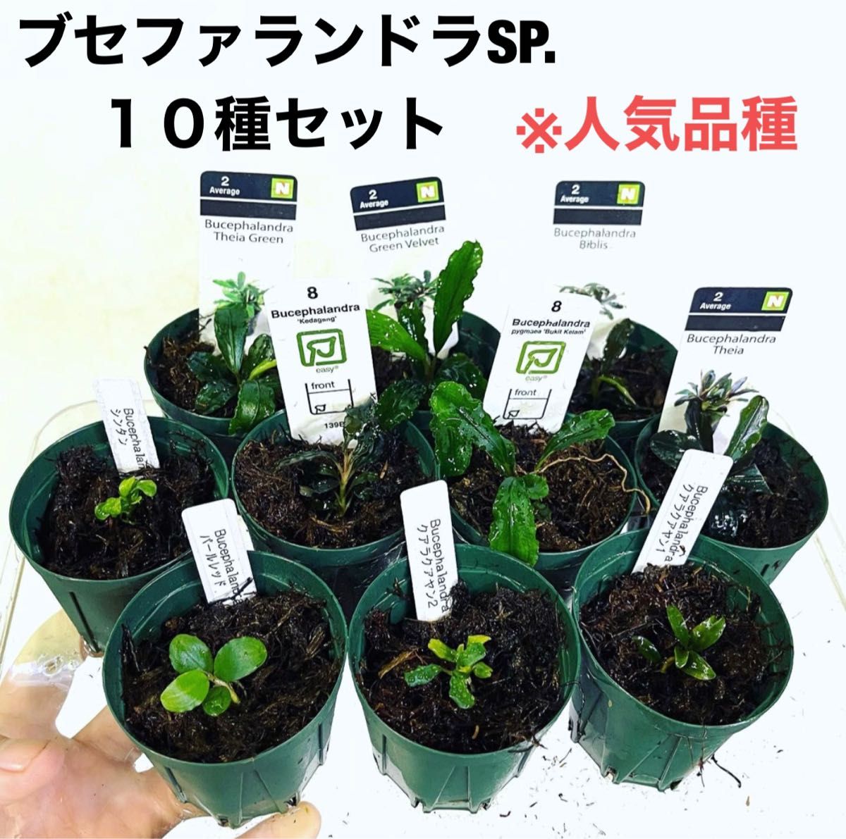 ◆ブセファランドラSP.よりどりセット(良株) #ブセさかな屋 水草 クダカン