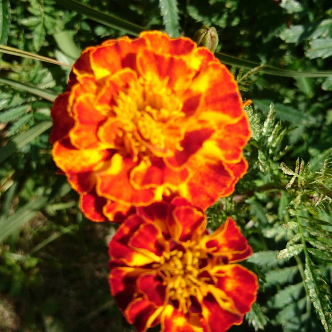マリーゴールド　花の種　種子_画像2