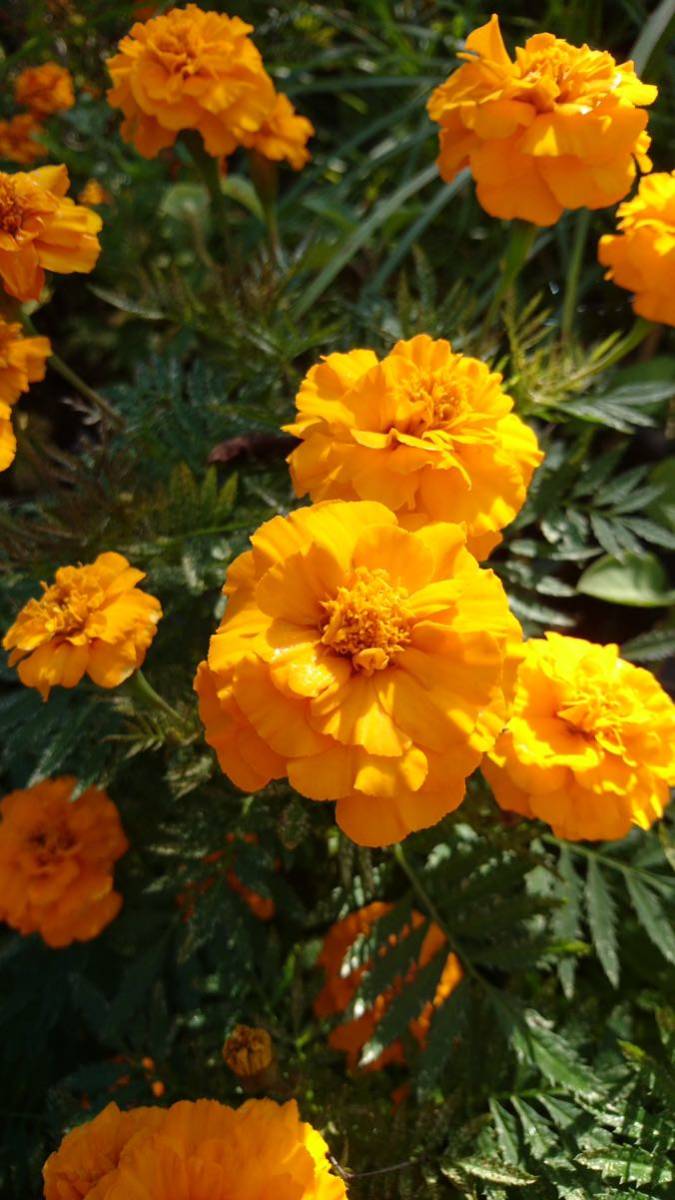 マリーゴールド　種子　タネ　マリーゴールドの種　オレンジ色の花　黄色の花_画像9