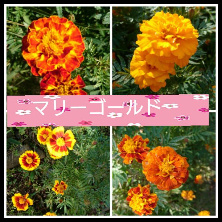 マリーゴールド　種子　タネ　マリーゴールドの種　オレンジ色の花　黄色の花_画像1