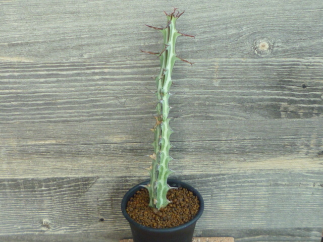 ユーフォルビア グリーンウェイ Euphorbia greenwayii　ユーホルビア_画像1