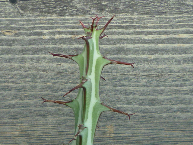 ユーフォルビア グリーンウェイ Euphorbia greenwayii　ユーホルビア_画像6