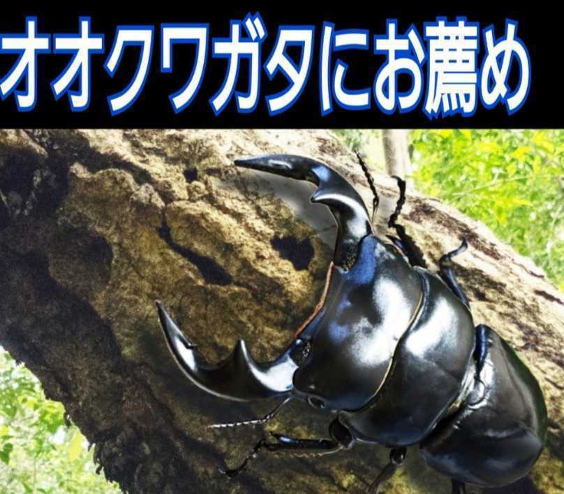 極上！初菌使用☆ヒマラヤひらたけ菌糸ブロック【2個】☆トレハロース・ローヤルゼリー強化配合！オオクワに抜群☆産卵床に使うと爆産