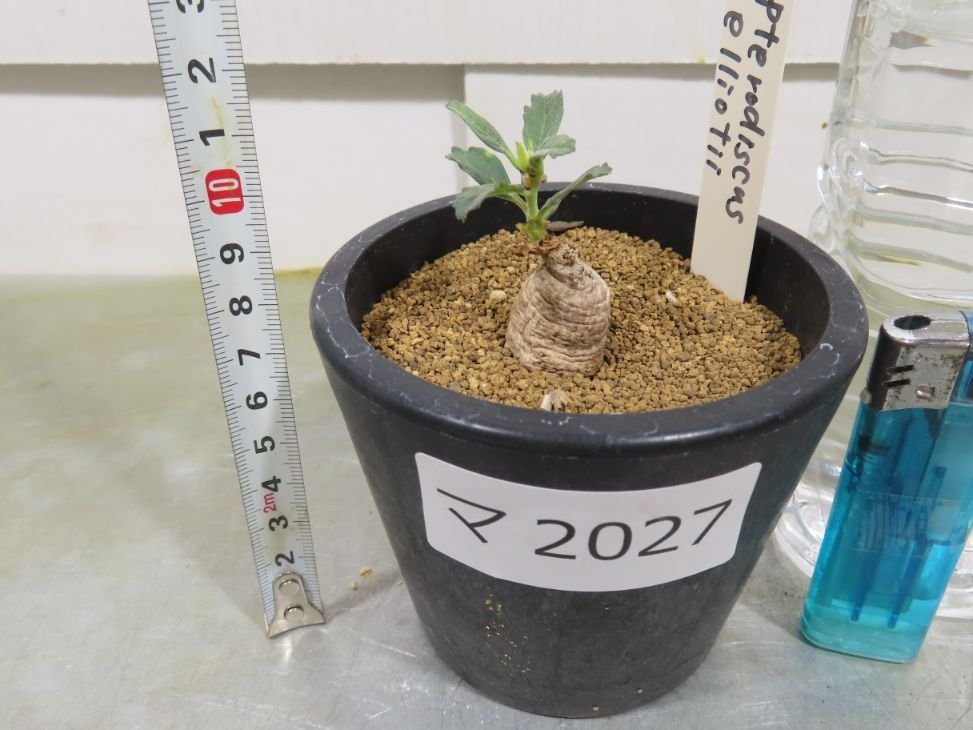 マ2027 「塊根植物」プテロディスカス エリオッティ　植え【発根・Pterodiscus elliottii・多肉植物】_画像2