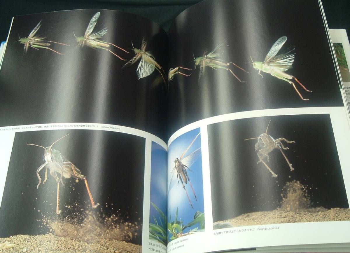 【 栗林慧全仕事 独創的カメラでとらえた驚異の自然 】学研 THE WORLD OF KURIBAYASHI,SATOSHI 虫の視線から虫の世界を撮る_画像3