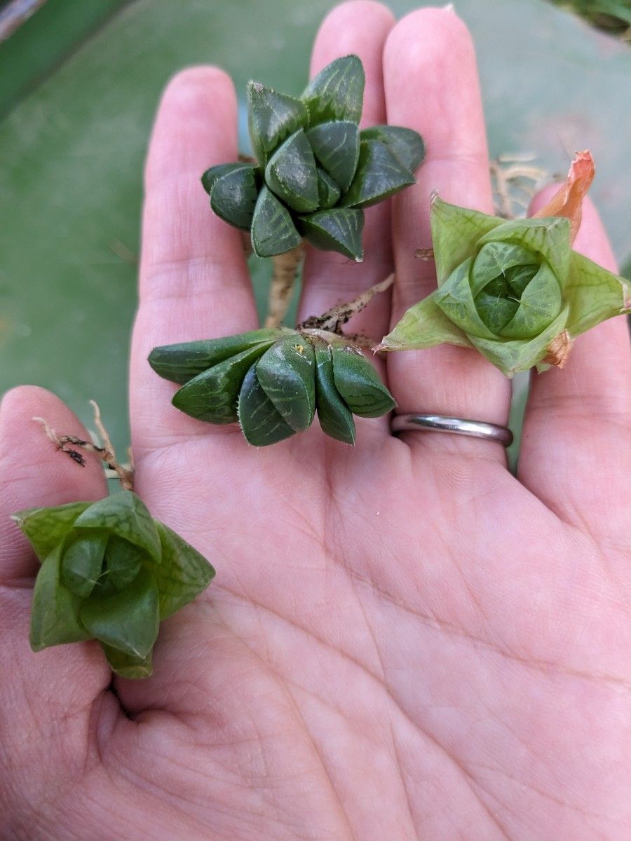 多肉植物 ハオルチア 2種セット|Yahoo!フリマ(旧PayPayフリマ)