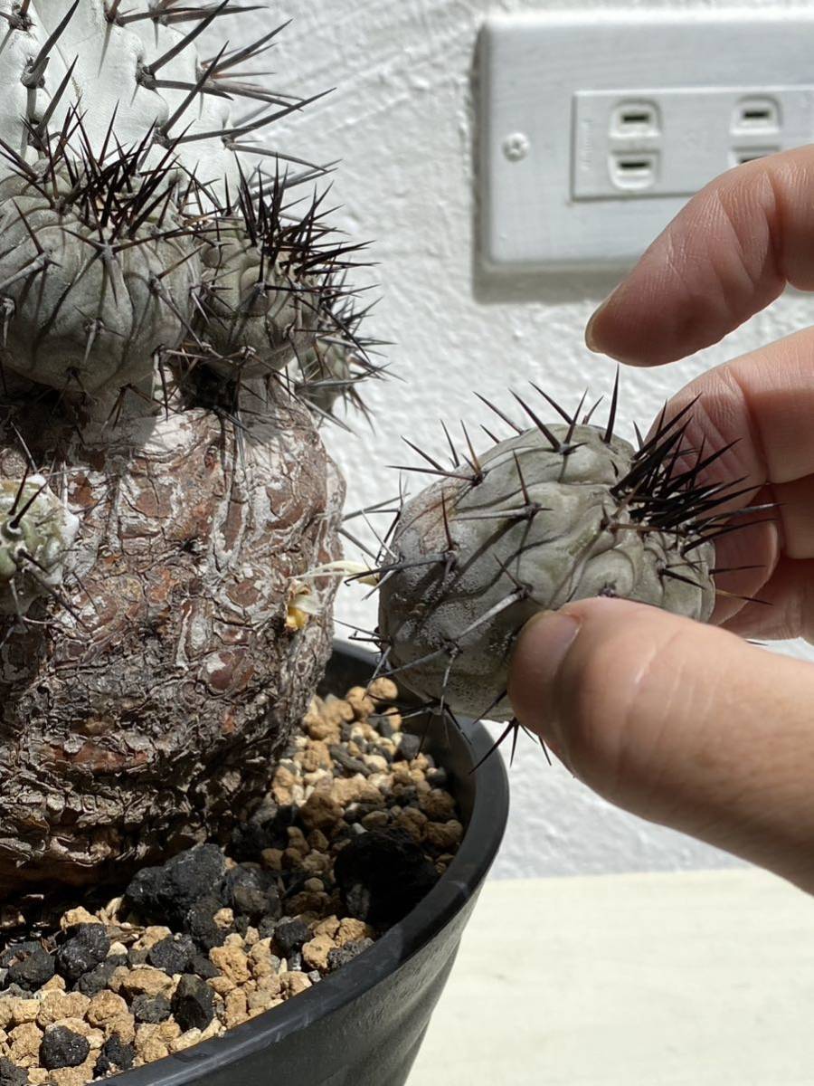 現地球子株】Copiapoa cinerea 黒王丸コピアポア 検 サボテン 多肉