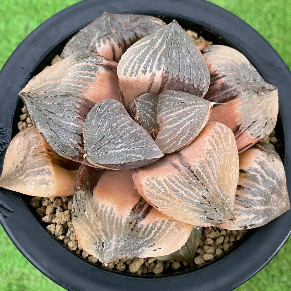 15K のす ハオルチア 多肉植物 大型コレクタ錦 自家繁殖 15K のす ハオルチア 多肉植物 大型コレクタ錦 自家繁殖