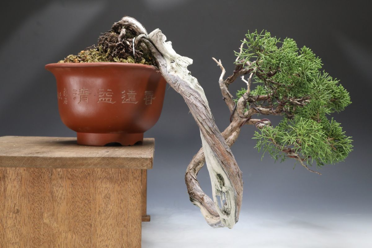 Yahoo!オークション - 【石井盆栽】樹高上下約30.5cm「真柏」鉢 平成渡