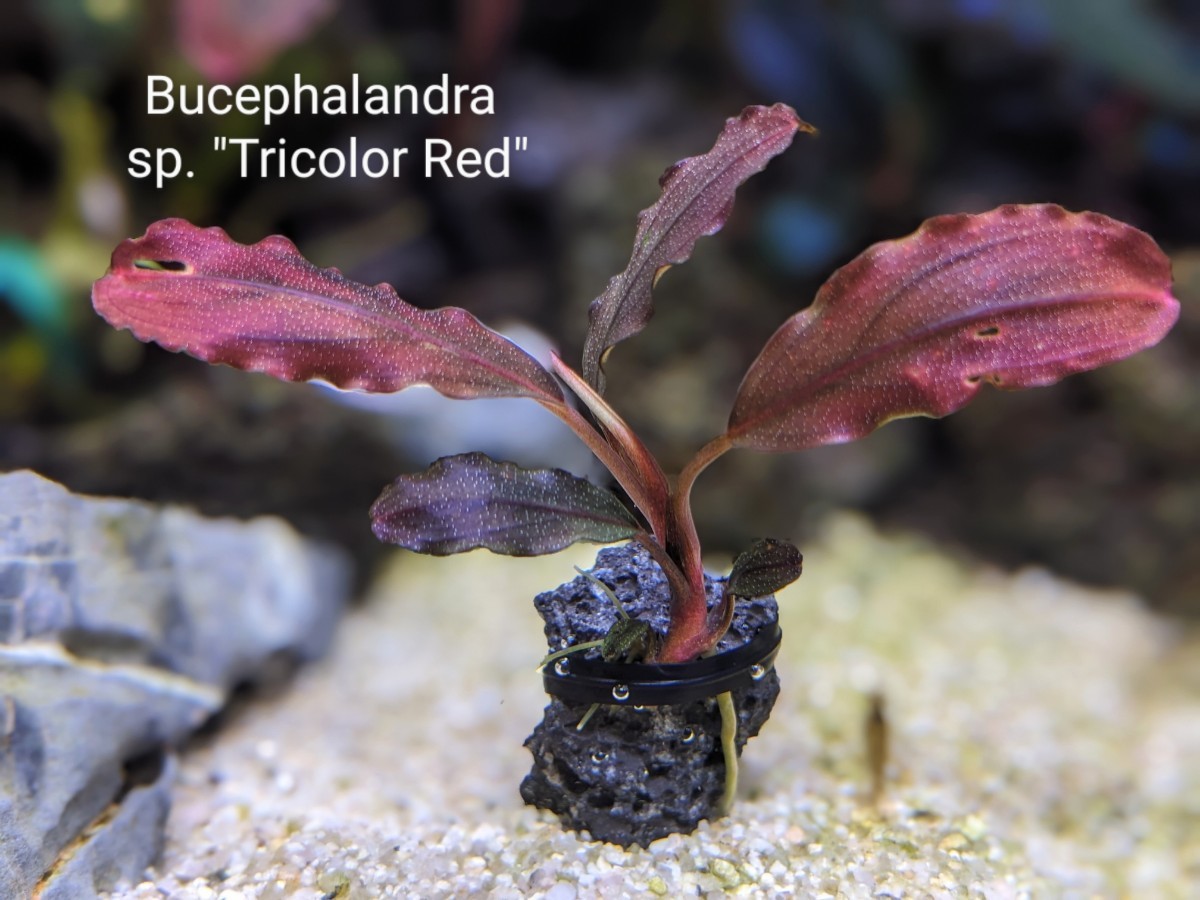 ブセファランドラsp.Tricolor Red（トリコロールレッド）完全水中葉