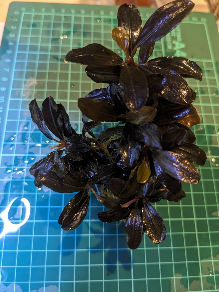 ブセファランドラsp Metallic Blue Katapang 特大群生株 完全 ブセファランドラsp Metallic Blue Katapang 特大群生株 完全