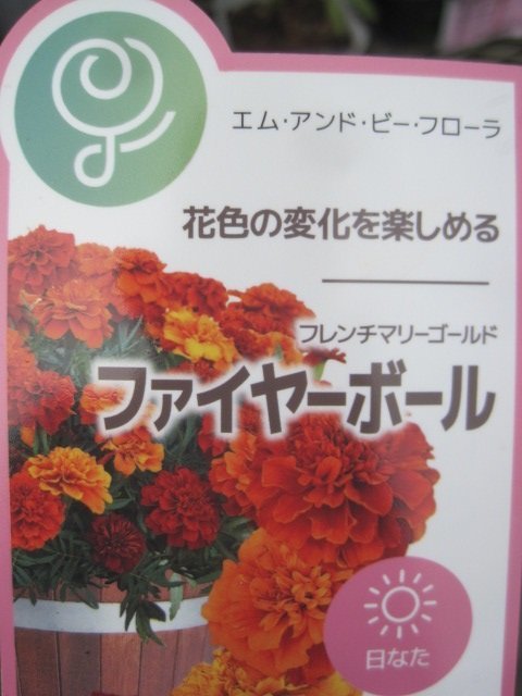 マリーゴールド苗　『ファイヤーボール』　10.5CMポット　秋に飾りたい花色　ｓｋ_画像1
