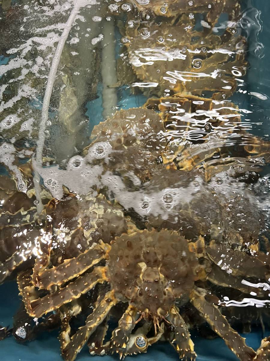 特大!タラバシュリンク1.8キロ 魚介類 特大!タラバシュリンク1.8キロ 魚介類