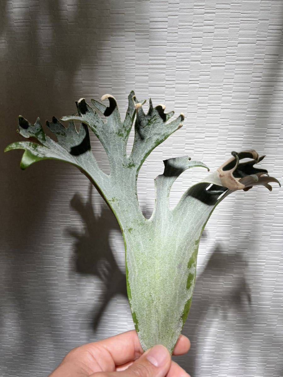 安いセール時期 Platycerium Ginka Spore 銀華 ビカクシダ | ikebana