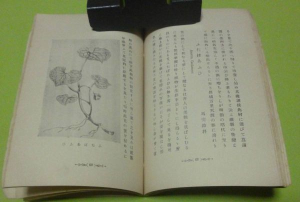 自然の園 萩原露影 丸山舎書籍部 植物 花・園芸 自然の園 萩原露影 丸山舎書籍部 植物 花・園芸