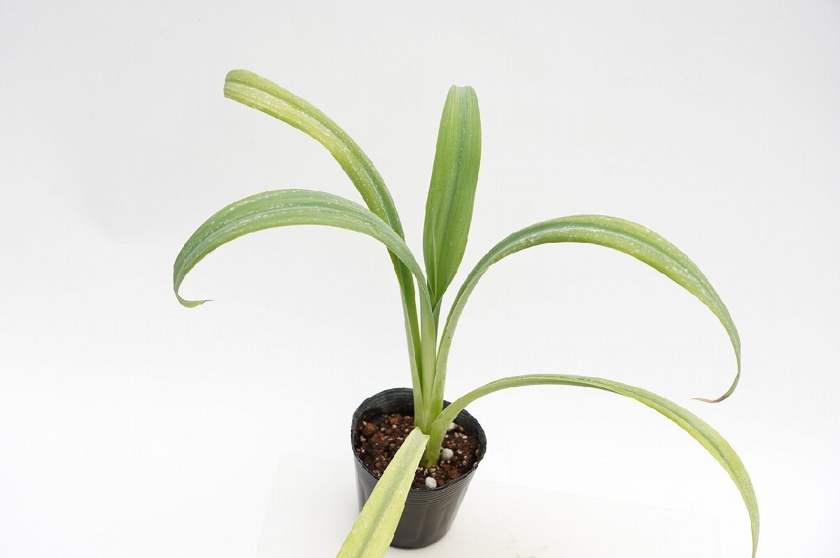 ★TO★耐寒性のあるアガベに似た植物　ベショルネリア・ユッコイデス　Beschorneria yuccoides　3.5号ポット苗　柔らかい葉　100サイズ_画像3