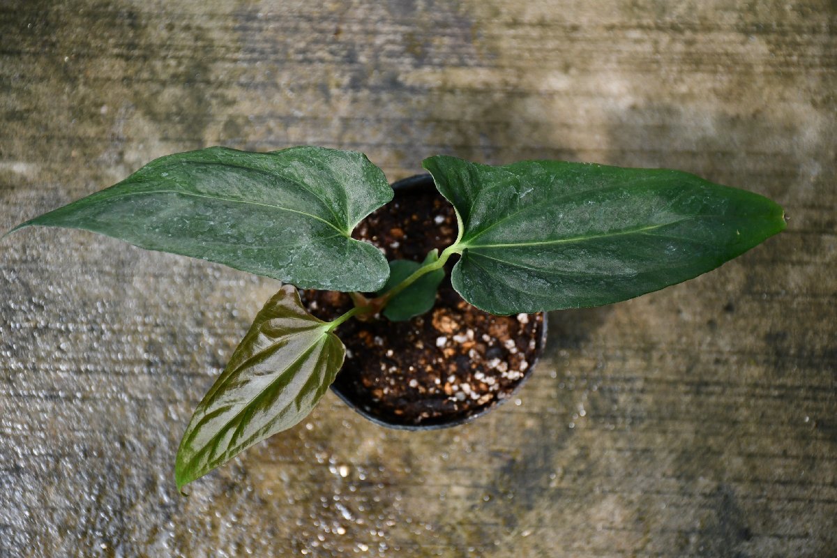 AO珍種 淡チョコレート色の葉のアンスリウム Anthurium