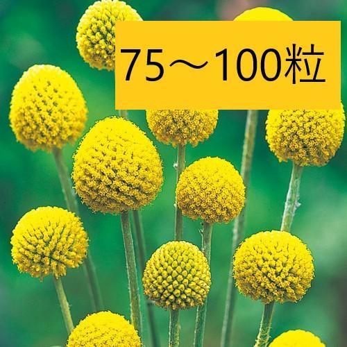 【花の種】約７５粒　クラスペディア　グロボーサ　0.5ｍｌ　ドラムスティック_画像1