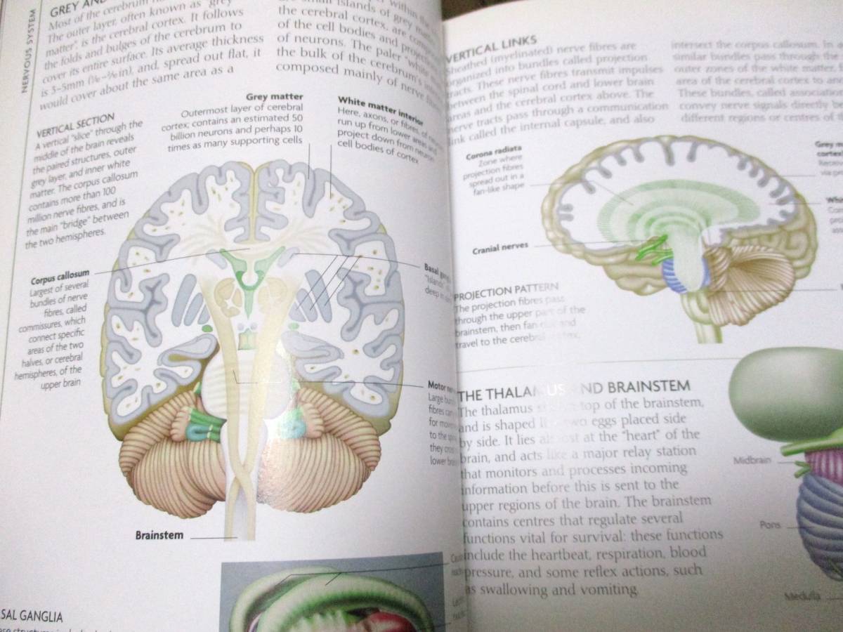コンサイス人体図鑑 人体の構造、機能、障害の図解ガイド◇洋書 人間生物学　人体解剖学　人体生理学　320㌻_画像7