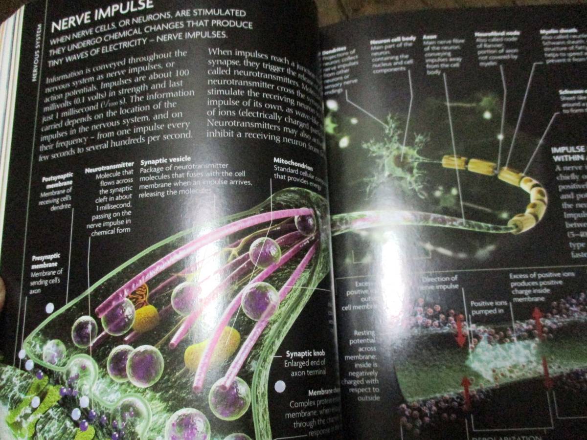 コンサイス人体図鑑 人体の構造、機能、障害の図解ガイド◇洋書 人間生物学　人体解剖学　人体生理学　320㌻_画像8